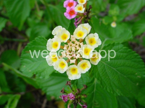 lantana, largeleaf